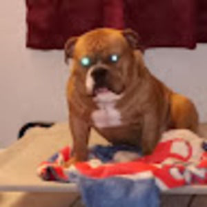 Meet your Posher, Chris